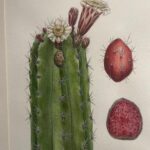 Llega al Museo Histórico de la Sierra Gorda la obra de Lilian Tendilla.
