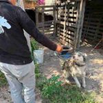 Atiende IMPA reporte por posible maltrato animal en la comunidad de La Providencia